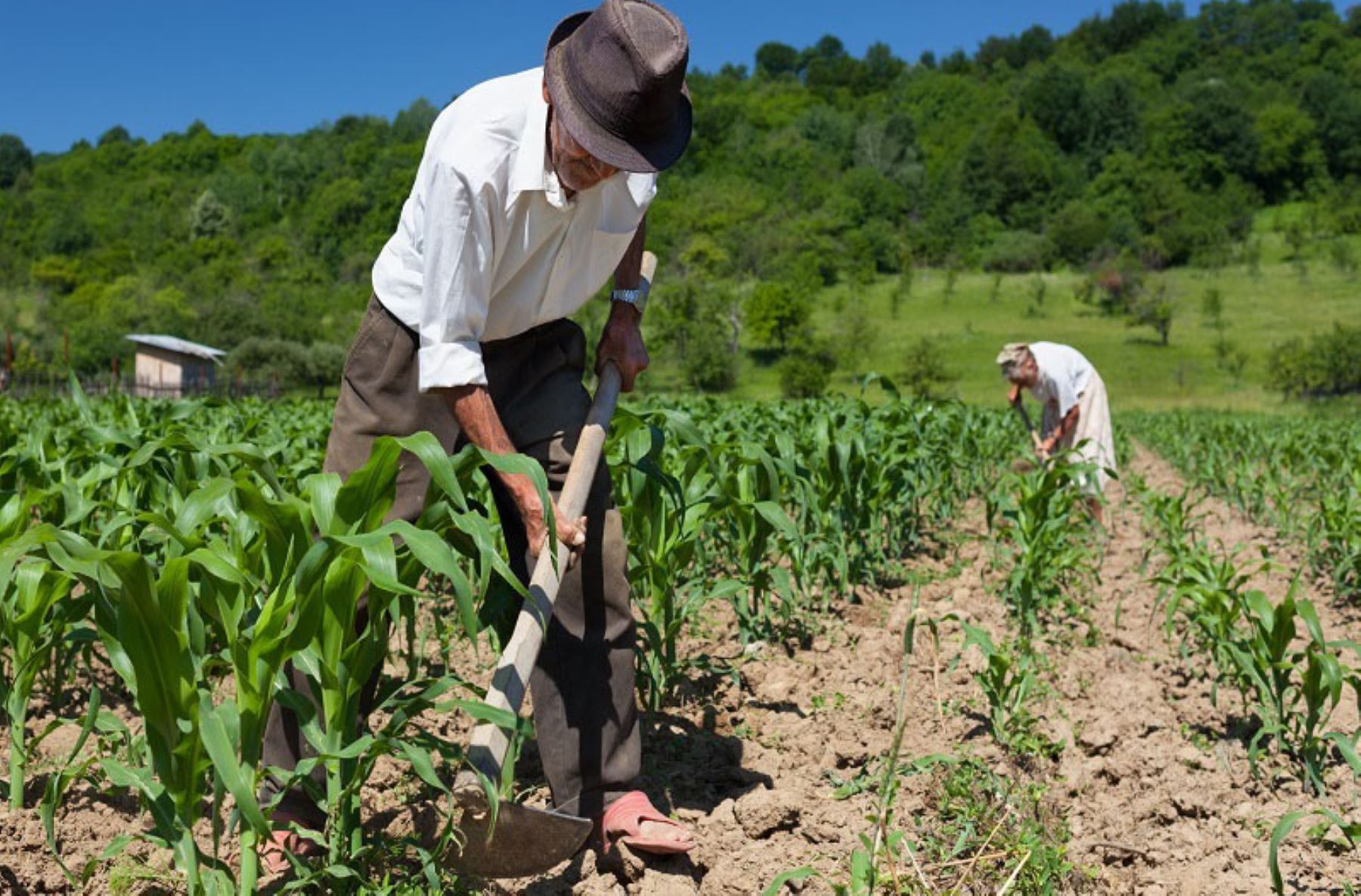 PEC da reforma da Previdência transforma trabalhadores rurais em miseráveis